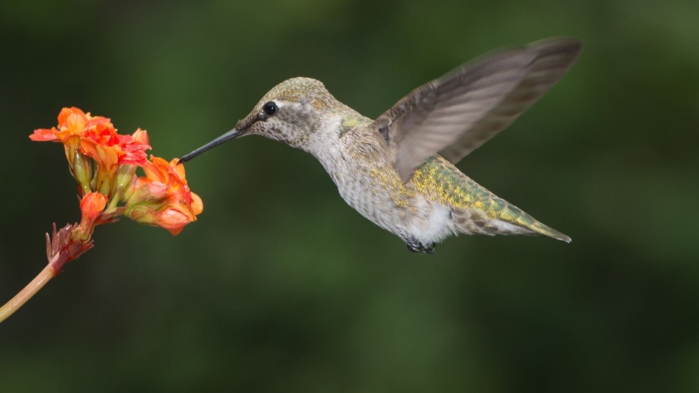 PSYCH-K® ONLINE Nivel 1 3 taller avanzado psych-k. martha vargas.