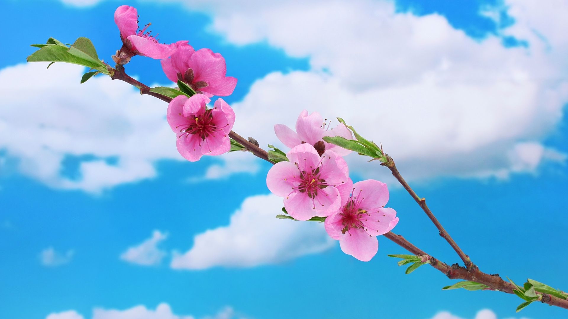 martha vargas. psych-k. maestría facilitación.